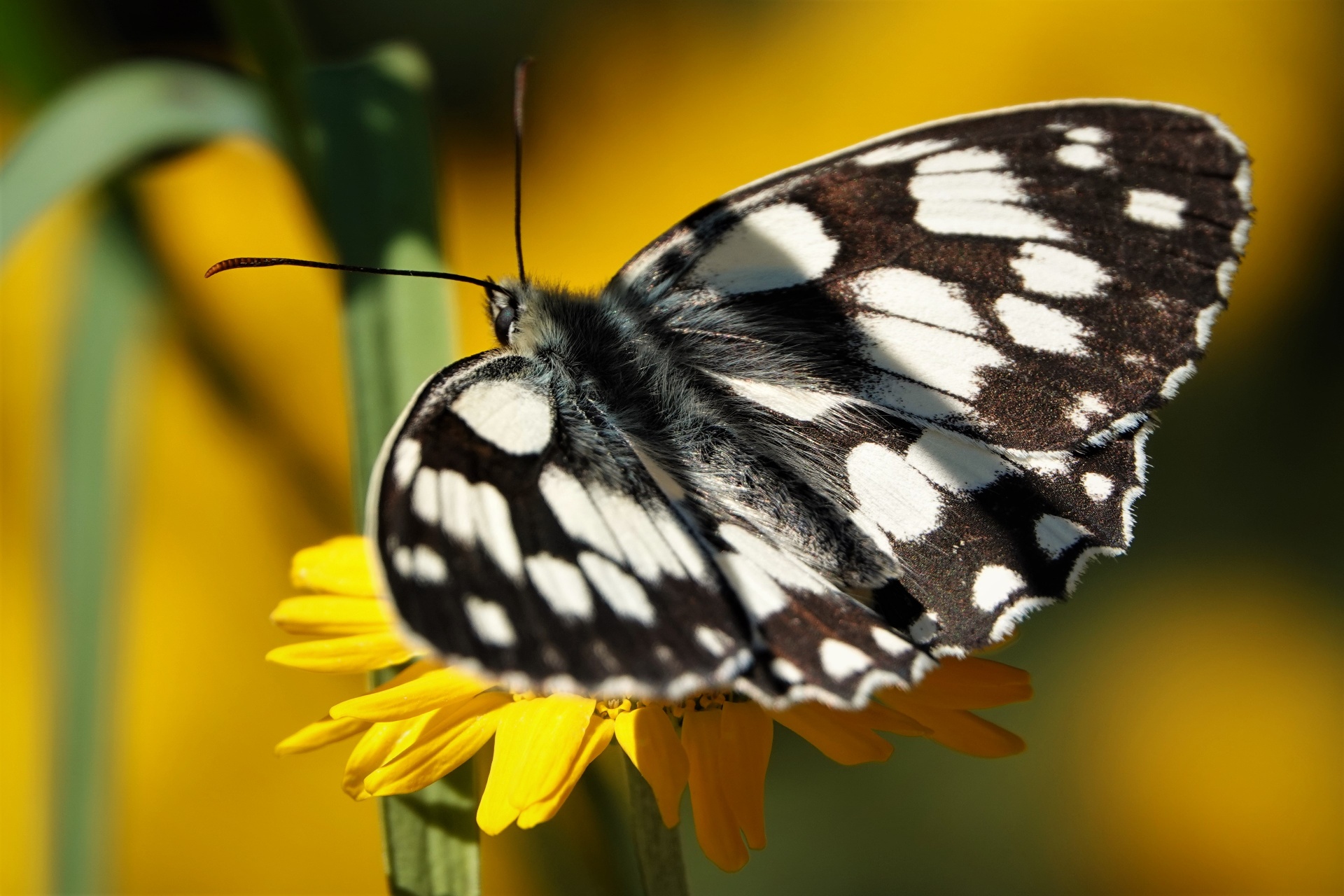 Motyl polowiec szachownica, fot. Błażej Felczak